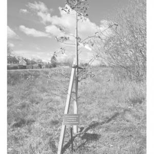The Queen's Platinum Jubilee Oak Tree